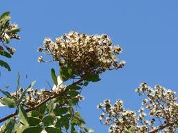 Julbernardia blanc